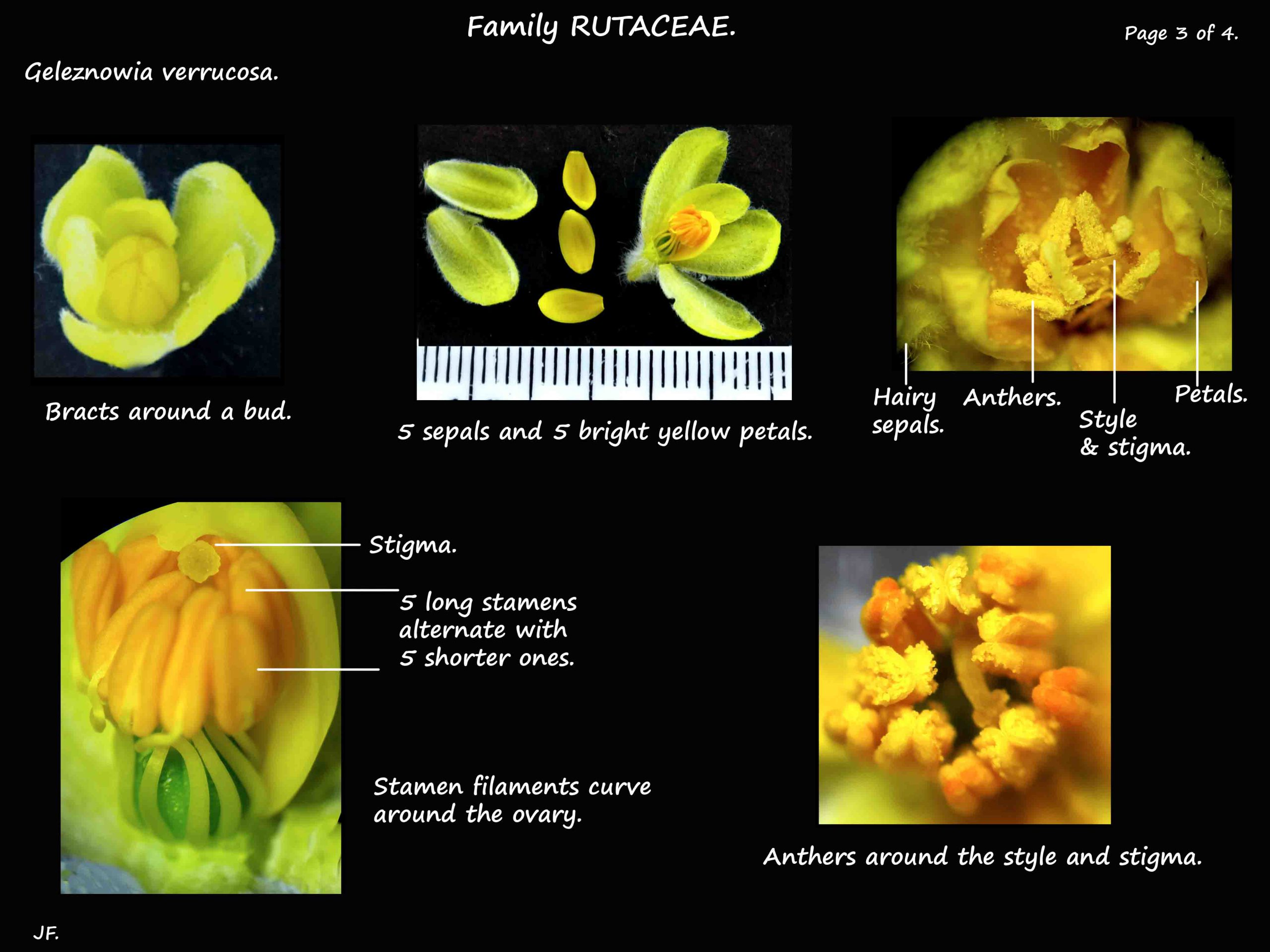 3 Geleznowia verrucosa perianth